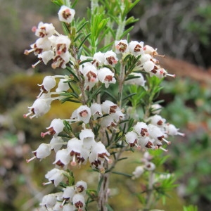 Photographie n°59932 du taxon Erica arborea L. [1753]