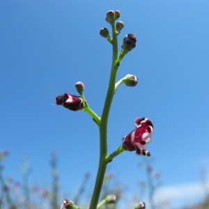 Photographie n°59943 du taxon Scrophularia ramosissima Loisel. [1807]