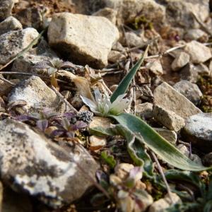 Photographie n°59950 du taxon Allium chamaemoly L. [1753]