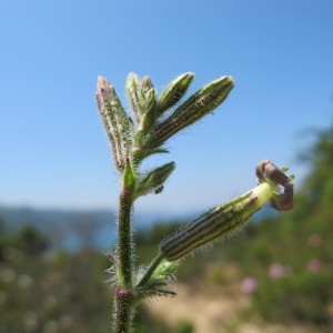 Photographie n°59951 du taxon Silene nicaeensis All. [1773]