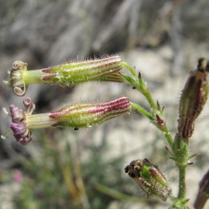 Photographie n°59952 du taxon Silene nicaeensis All. [1773]