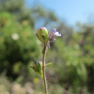  - Linaria micrantha (Cav.) Hoffmanns. & Link [1813]