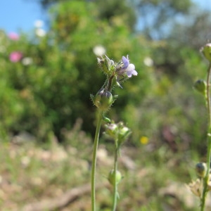  - Linaria micrantha (Cav.) Hoffmanns. & Link [1813]