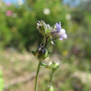 Linaria micrantha (Cav.) Hoffmanns. & Link (Linaire à petites fleurs)