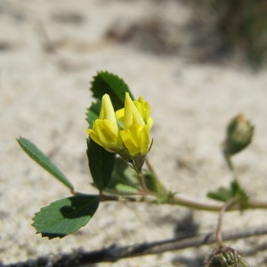 Photographie n°59961 du taxon Medicago littoralis Rohde ex Loisel. [1810]