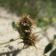  Hugues Tinguy - Medicago littoralis Rohde ex Loisel. [1810]