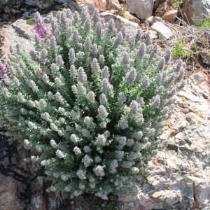 Photographie n°59967 du taxon Teucrium marum L. [1753]