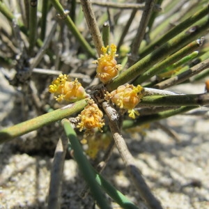 Photographie n°59970 du taxon Ephedra distachya L. [1753]