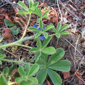 Photographie n°59973 du taxon Lupinus gussoneanus J.Agardh [1835]