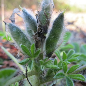 Photographie n°59974 du taxon Lupinus gussoneanus J.Agardh [1835]