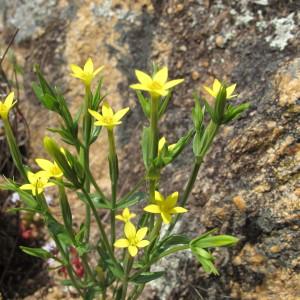 Photographie n°59979 du taxon Centaurium maritimum (L.) Fritsch [1907]