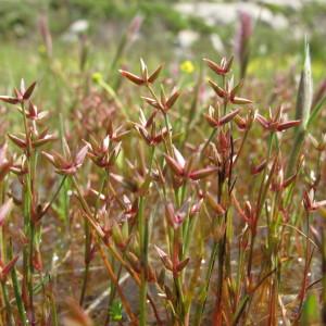 Photographie n°59983 du taxon Juncus pygmaeus Rich. ex Thuill. [1799]