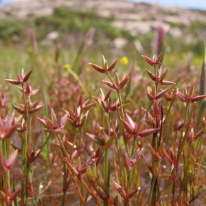 Photographie n°59984 du taxon Juncus pygmaeus Rich. ex Thuill. [1799]