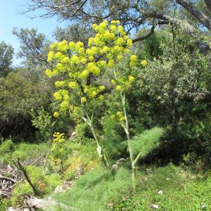 Photographie n°59987 du taxon Ferula communis L. [1753]