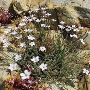  - Petrorhagia saxifraga subsp. gasparrinii (Guss.) Greuter & Burdet [1984]