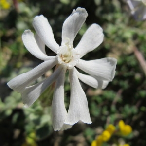 Photographie n°59992 du taxon Silene succulenta subsp. corsica (DC.) Nyman [1878]