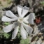  Hugues Tinguy - Silene succulenta subsp. corsica (DC.) Nyman [1878]