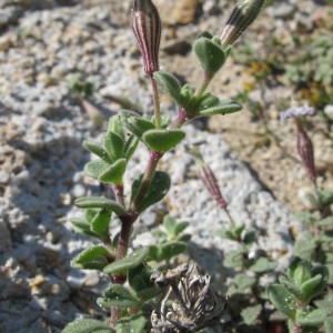  - Silene succulenta subsp. corsica (DC.) Nyman [1878]