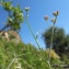  Hugues Tinguy - Torilis arvensis var. heterophylla (Guss.) Burnat [1906]