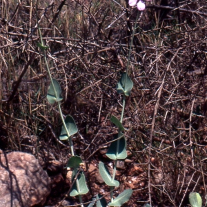 Photographie n°60012 du taxon Moricandia arvensis (L.) DC. [1821]