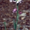  Liliane Roubaudi - Matthiola tricuspidata (L.) R.Br. [1812]