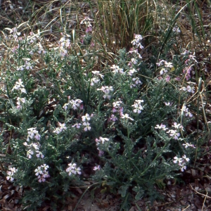 Photographie n°60017 du taxon Matthiola tricuspidata (L.) R.Br. [1812]