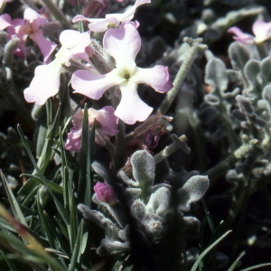 Photographie n°60018 du taxon Matthiola tricuspidata (L.) R.Br. [1812]