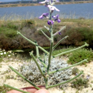 Photographie n°60020 du taxon Matthiola tricuspidata (L.) R.Br. [1812]