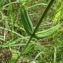  Catherine MAHYEUX - Centaurium erythraea Rafn [1800]