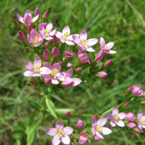 Photographie n°60022 du taxon Centaurium erythraea Rafn [1800]