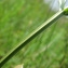  Catherine MAHYEUX - Centaurium erythraea Rafn [1800]