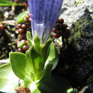 Photographie n°60028 du taxon Gentiana alpina Vill. [1779]