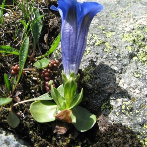 Photographie n°60029 du taxon Gentiana alpina Vill. [1779]