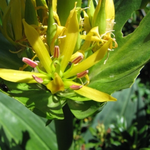 Photographie n°60032 du taxon Gentiana lutea L.