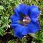  Catherine MAHYEUX - Gentiana occidentalis Jakow. [1899]