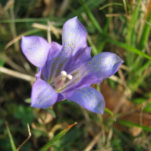 Photographie n°60043 du taxon Gentiana pneumonanthe L.