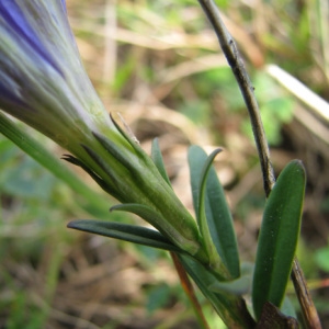 Photographie n°60044 du taxon Gentiana pneumonanthe L.