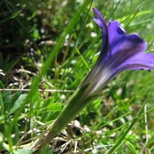 Photographie n°60045 du taxon Gentiana pyrenaica L. [1767]