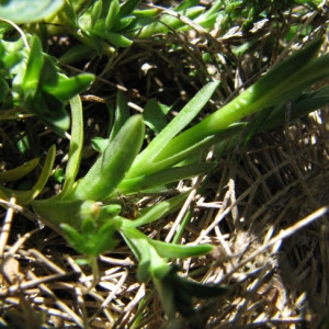 Photographie n°60047 du taxon Gentiana pyrenaica L. [1767]