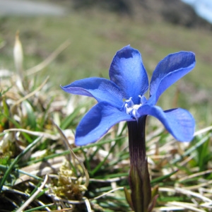 Photographie n°60048 du taxon Gentiana verna L. [1753]