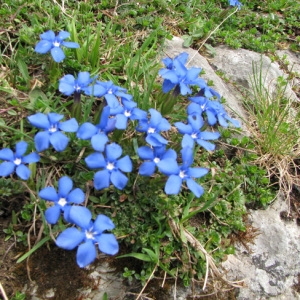 Photographie n°60050 du taxon Gentiana verna L. [1753]