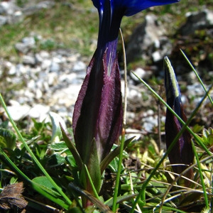 Photographie n°60052 du taxon Gentiana verna L. [1753]