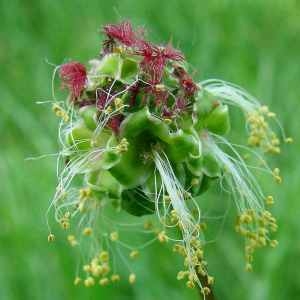 Sanguisorba minor Scop. [1771] [nn60289] par Françoise Peyrissat le 08/05/2011 - Le Vernet