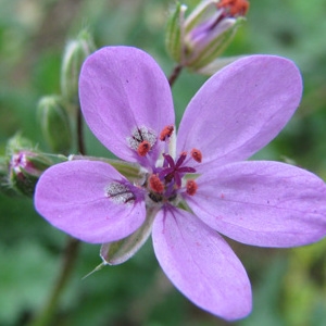 Photographie n°60067 du taxon Erodium cicutarium (L.) L'Hér. [1789]