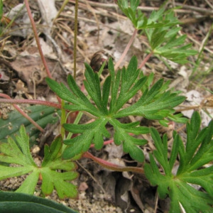 Photographie n°60073 du taxon Geranium columbinum L. [1753]