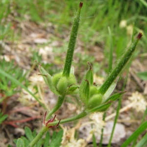  - Geranium columbinum L. [1753]