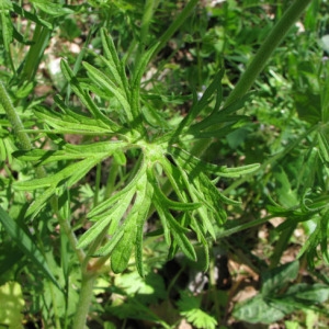 Photographie n°60079 du taxon Geranium dissectum L.