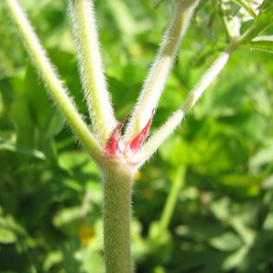 Photographie n°60081 du taxon Geranium dissectum L. [1755]