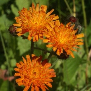 Photographie n°60083 du taxon Hieracium aurantiacum L. [1753]