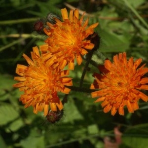 Photographie n°60085 du taxon Hieracium aurantiacum L. [1753]